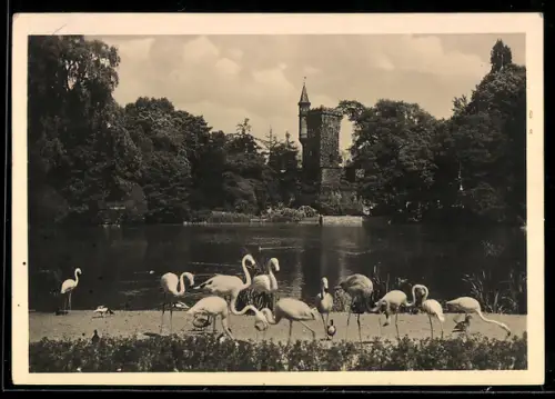 AK Frankfurt a. M., Städtischer Tiergarten, Grosser Weiher, Turm, Flamingos
