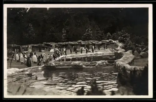AK Hamburg-Altona-Stellingen, Hagenbeck`s Tierpark, Südpolar-Panorama, Pinguine