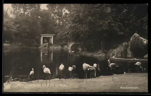 AK Berlin, Zoologischer Garten, Neptunteich mit Flamingos