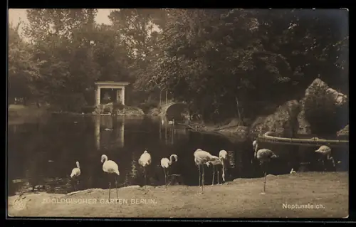 AK Berlin, Zoologischer Garten, Neptunteich mit Flamingos