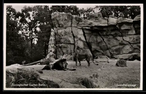 AK Berlin, Löwen in der Löwenfreianlage des Zoologischen Gartens