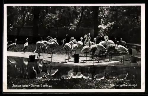 AK Berlin, Zoologischer Garten, Flamingos in der Stelzvogelfreianlage