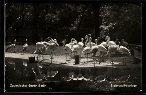AK Berlin, Zoologischer Garten, Stelzvogelfreianlage, Flamingos