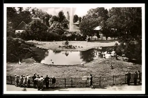 AK Frankfurt a. M., Zoologischer Garten, Blick auf Vogelwiese u. gr. Weiher