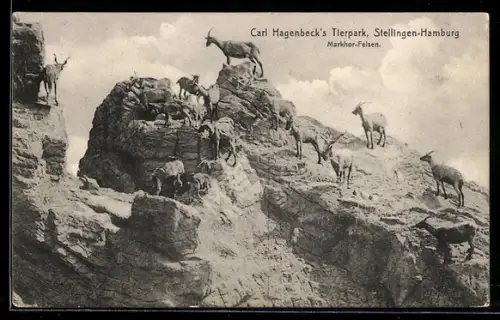AK Stellingen-Hamburg, Carl Hagenbeck`s Tierpark, Markhor - Felsen