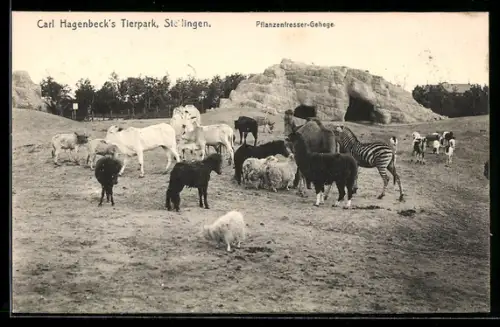 AK Stellingen, Hagenbecks Tierpark, Pflanzenfresser-Gehege mit Tieren, Zebra