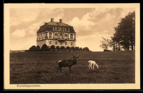 AK Eremitagesletten, Schloss, Wiese mit Hirschen