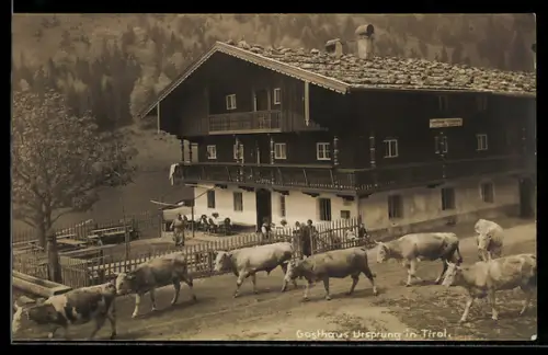 Foto-AK Landl /Tirol, Gasthaus Ursprung mit Rindern