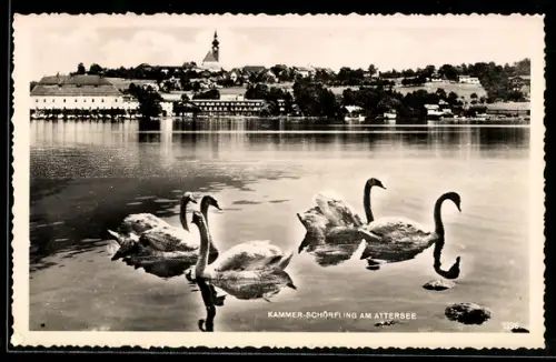 AK Kammer-Schörfling am Attersee, Schwäne auf dem See, Ortsansicht mit Kirche