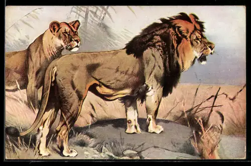 Künstler-AK Löwen-Paar in der Steppe