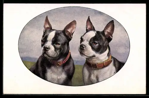 Künstler-AK Portrait zweier Bulldoggen