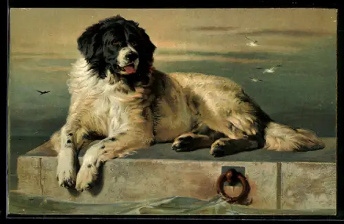AK Landseer auf einem Steinsteg an der Küste