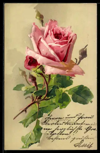 Künstler-AK Catharina Klein: Bonne Annee, hübsche rosafarbene Rose