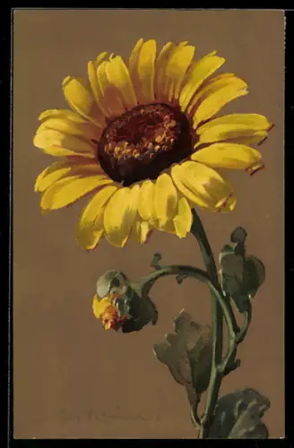 Künstler-AK Catharina Klein: Sonnenblume mit Knospe