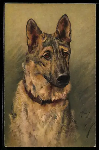 AK Schäferhund mit Halsband und treuem Blick
