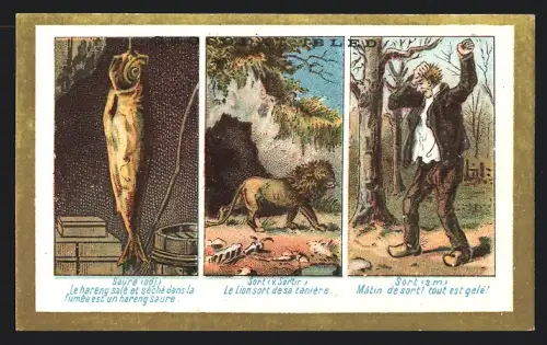 Sammelbild Chocolat Ibled, Le Lion sort desa tanière