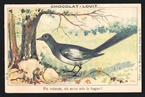 Sammelbild Chocolat-Louit, Pie voleuse, où as-tu mis la bague