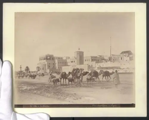 Fotografie Garrigues, Tunis, Ansicht Tunis / Bardo, Tunesier mit ihren Kamelen im Vorort, Tracht, Grossformat 31 x 24cm