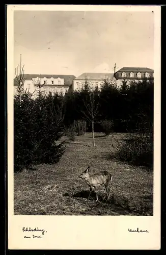 AK Schärding am Inn, Kurhaus mit Reh