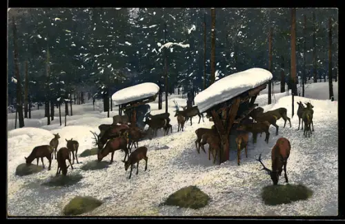 AK Photochromie NR 1156: Hirsche und Rehe fressen im Winter an der Futterstelle