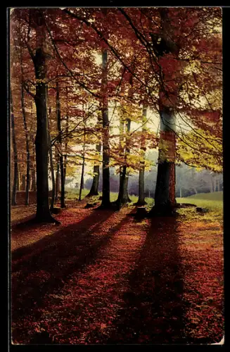 Künstler-AK Photochromie Nr. 4022: Herbstlicher Wald bei Sonnenschein