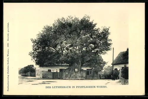 AK Pfiffligheim-Worms, Lutherbaum