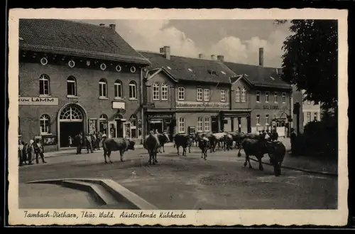 AK Tambach-Dietharz /Thür. Wald, Austreibende Kuhherde