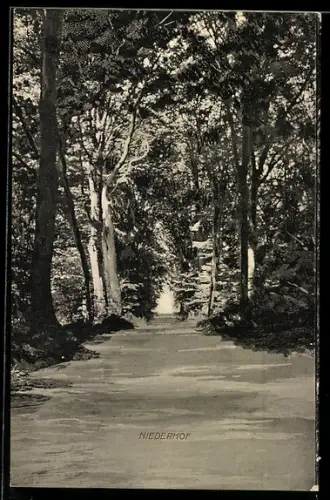 AK Brandshagen, Garten Gutshaus Niederhof, Waldweg