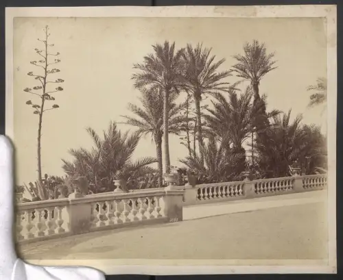 Fotografie unbekannter Fotograf, Ansicht Monte Carlo, Les Palmiers, Terrasse vom Casino, Grossformat 29 x 24cm