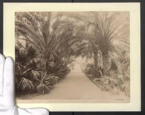 Fotografie G. Incorpora, Palermo, Ansicht Palermo, Orto Botanico, Viale delle Palme, Grossformat 31 x 24cm