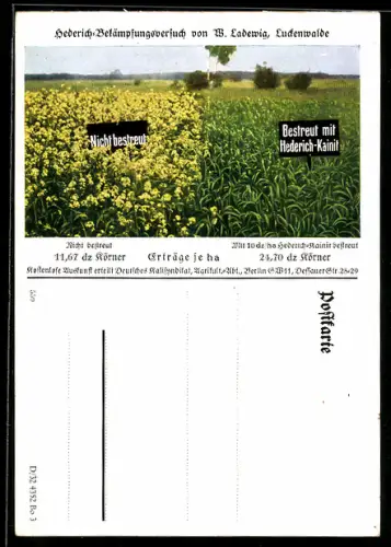AK Reklame Hederich-Bekämpfungsversuch von W. Ladewig, Luckenwalde, Hederich-Kainit
