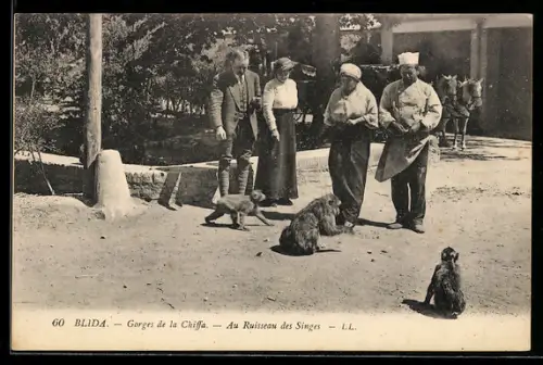AK Blida, Gorges de la Chiffa, Au Ruisseau des Singes