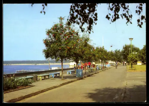 AK Frankfurt /Oder, Strandpromenade Helene-See