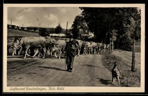 AK Finsterbergen /Thür. Wald, Kuhherde mit Hirte und Hund