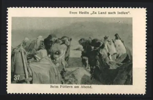 Reklamemarke Sven Hedin, Zu Land nach Indien, Kamele beim Abendfüttern