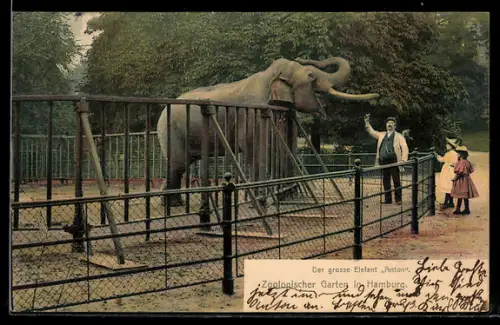 AK Hamburg, Zoologischer Garten, Der grosse Elefant Anton
