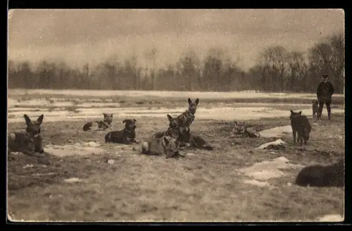 AK Sanitätshunde bei der Rast auf einem Feld