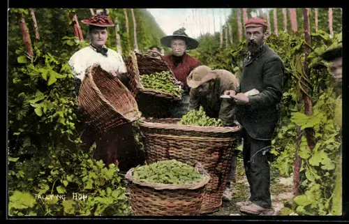 AK Gruppe bei der Hopfenernte