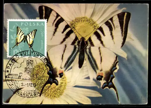 Maximum-AK Schmetterling Segelfalter mit polnischer Briefmarke 1962 mit Segelfalter