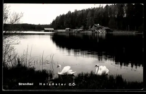 AK Franking /O. Ö., Holzöster, Strandbad, Panorama mit Schwänen