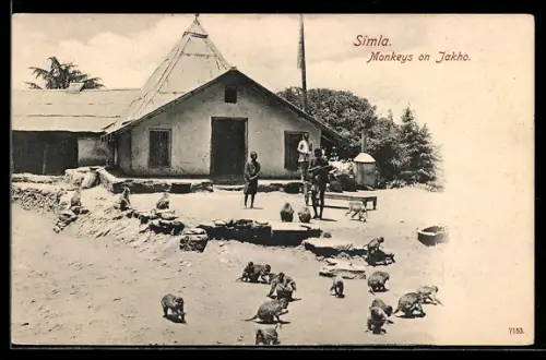 AK Simla, Monkeys on Jakho