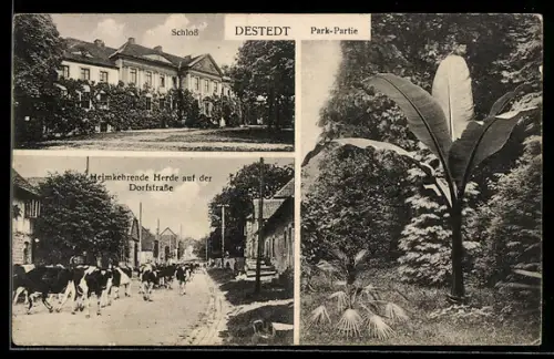 AK Destedt, Park-Partie, Schloss, Heimkehrende Herde auf der Dorfstrasse