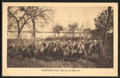 AK Guermantes, Ortspartie mit Vögeln
