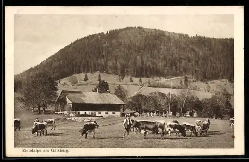 AK Gaisberg, Restaurant Zistlalpe, Weidende Kühe