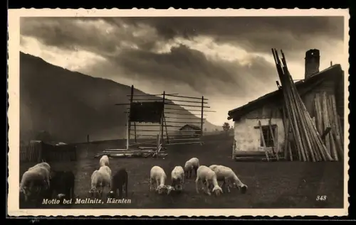 AK Mallnitz /Kärnten, Gehöft mit Schafen