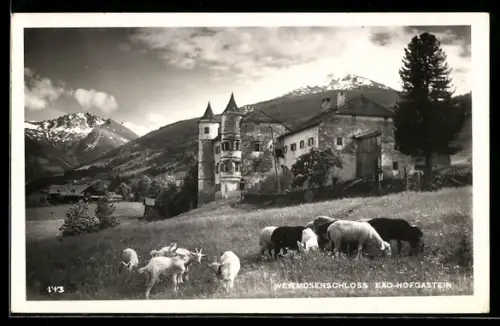 AK Bad Hofgastein, Schloss Weitmoser, Schafe im Vordergrund, Bergpanorama