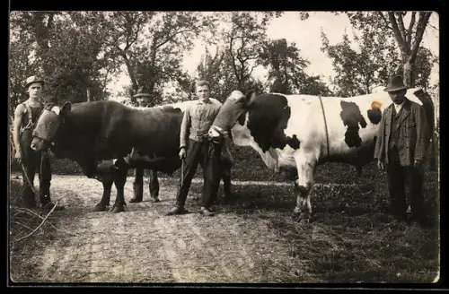 Foto-AK Bad Wimsbach, Fleischer mit zwei Rindern 1930