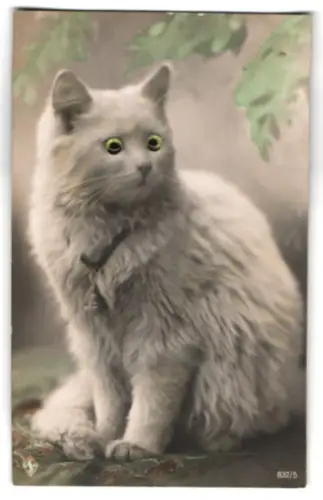 Glasaugen-AK Niedliche weisse Katze zwischen Blättern