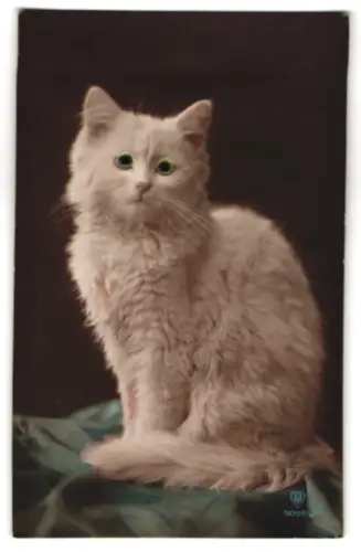 Glasaugen-AK Hübsche Katze sitzt auf Samt