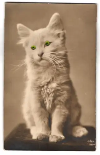 Glasaugen-AK Schöne weisse Katze sitzt auf einem Kissen